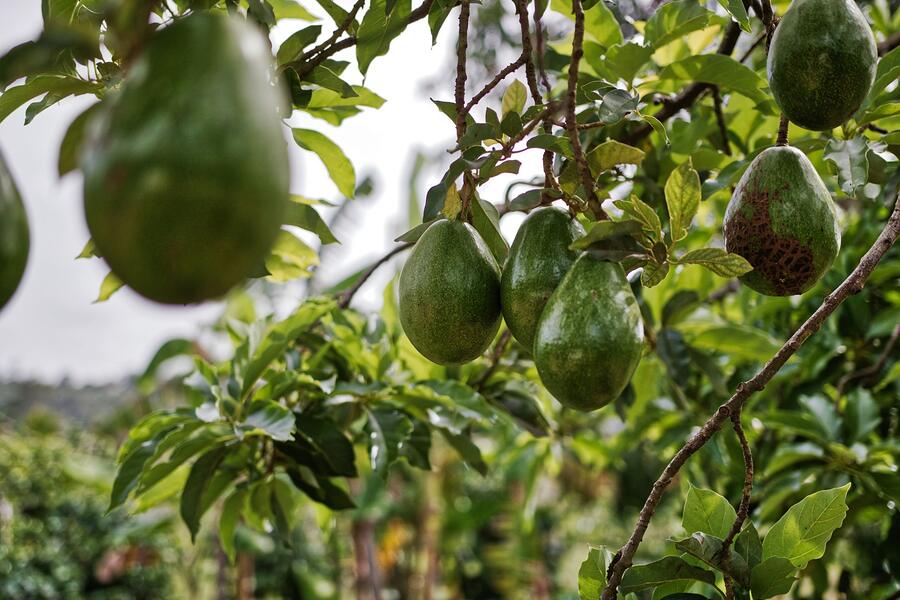 Avocados hanging from a branch in a grove