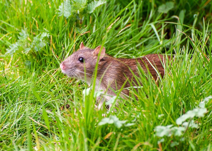 A brown rat in green grass at ground level