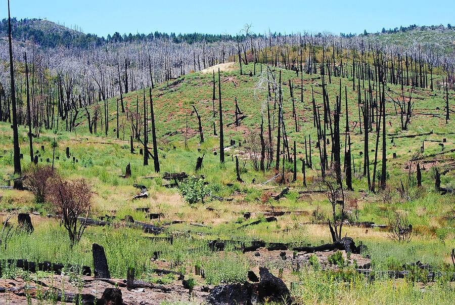 A burned San Diego County hillside with brush regrowing among blackened trunks
