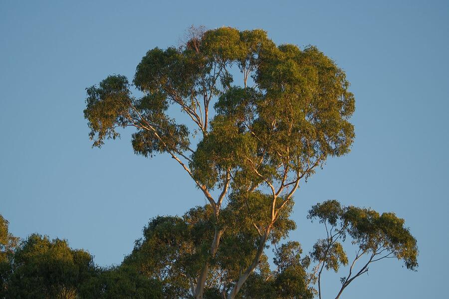 The crown of a tall eucalyptus against a clear sky