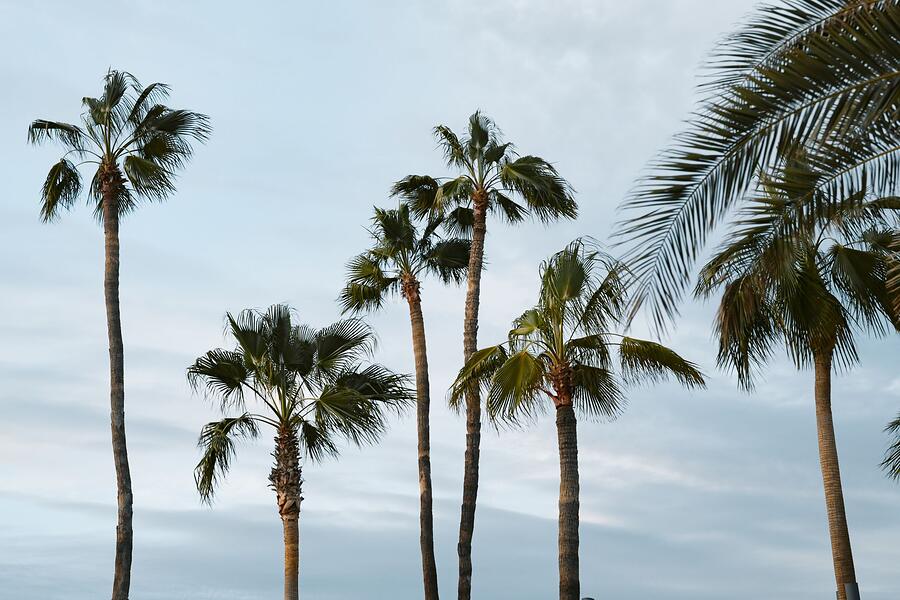 A row of tall fan palms against a pale sky, the kind that carry a skirt of dead fronds level with a roofline