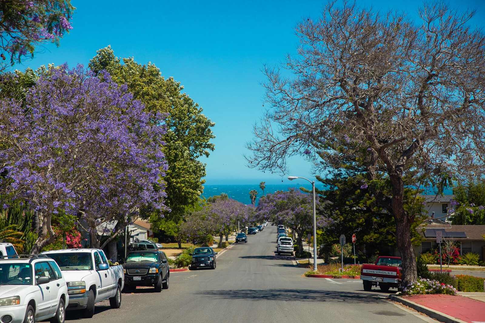 A residential street shaded by jacaranda trees with the ocean at the end of it