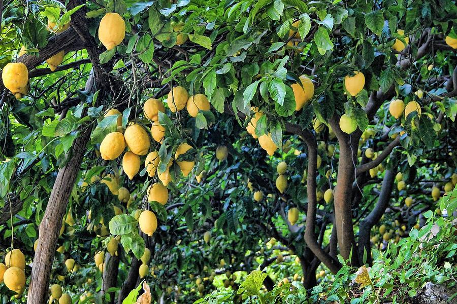 A lemon tree heavy with fruit, the yard-level food source roof rats follow