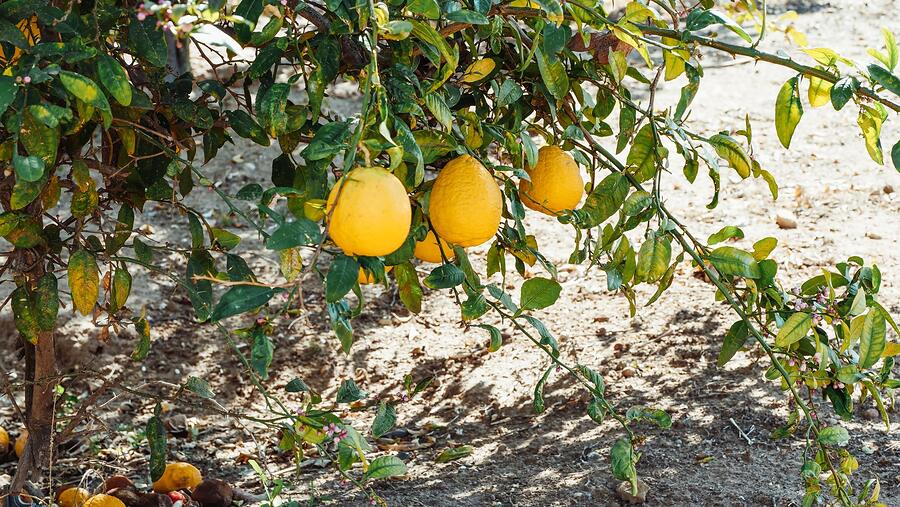 Ripe lemons hanging from a branch in a sunlit back yard