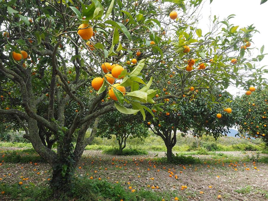 An orange grove with fallen fruit on the ground beneath the trees