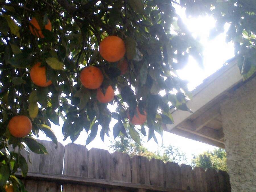 An orange tree seen from below the trunk, fruit hanging within reach of a fence