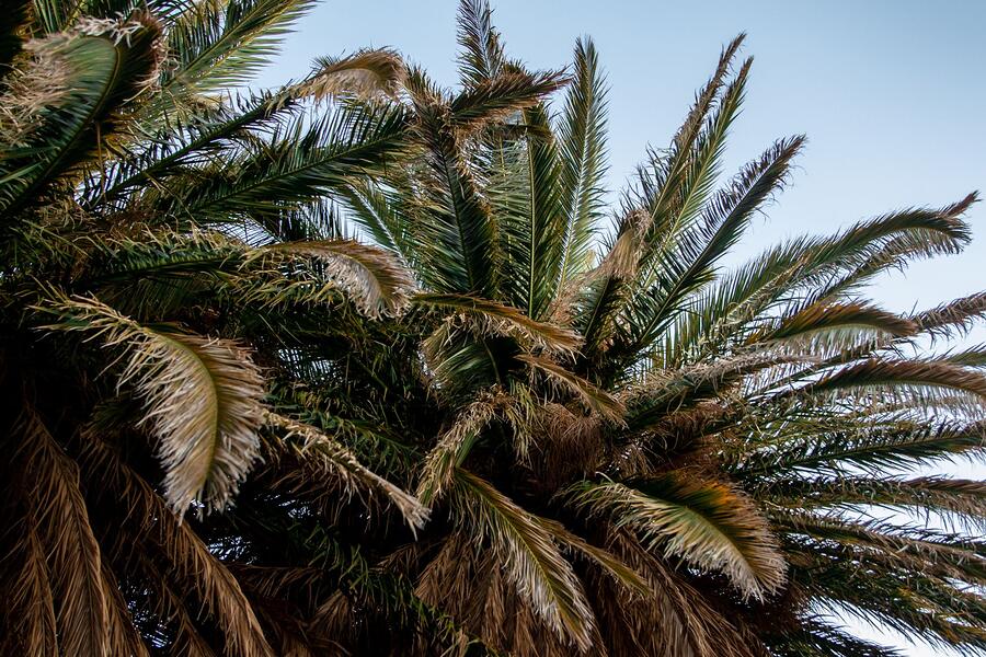 Palm fronds seen from below, with the dead lower fronds forming a skirt around the trunk