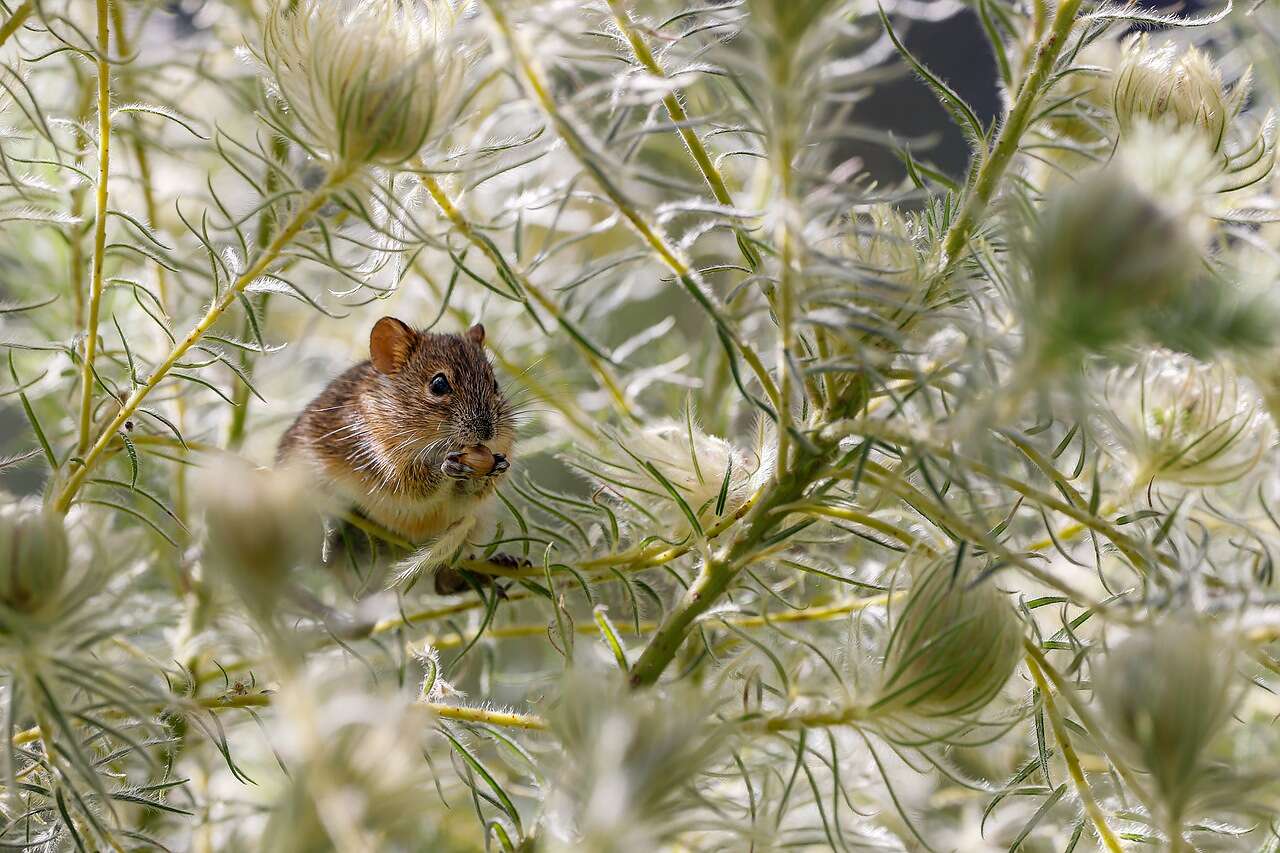 A rat climbing through dry seed heads, the way a roof rat travels planting toward a roof