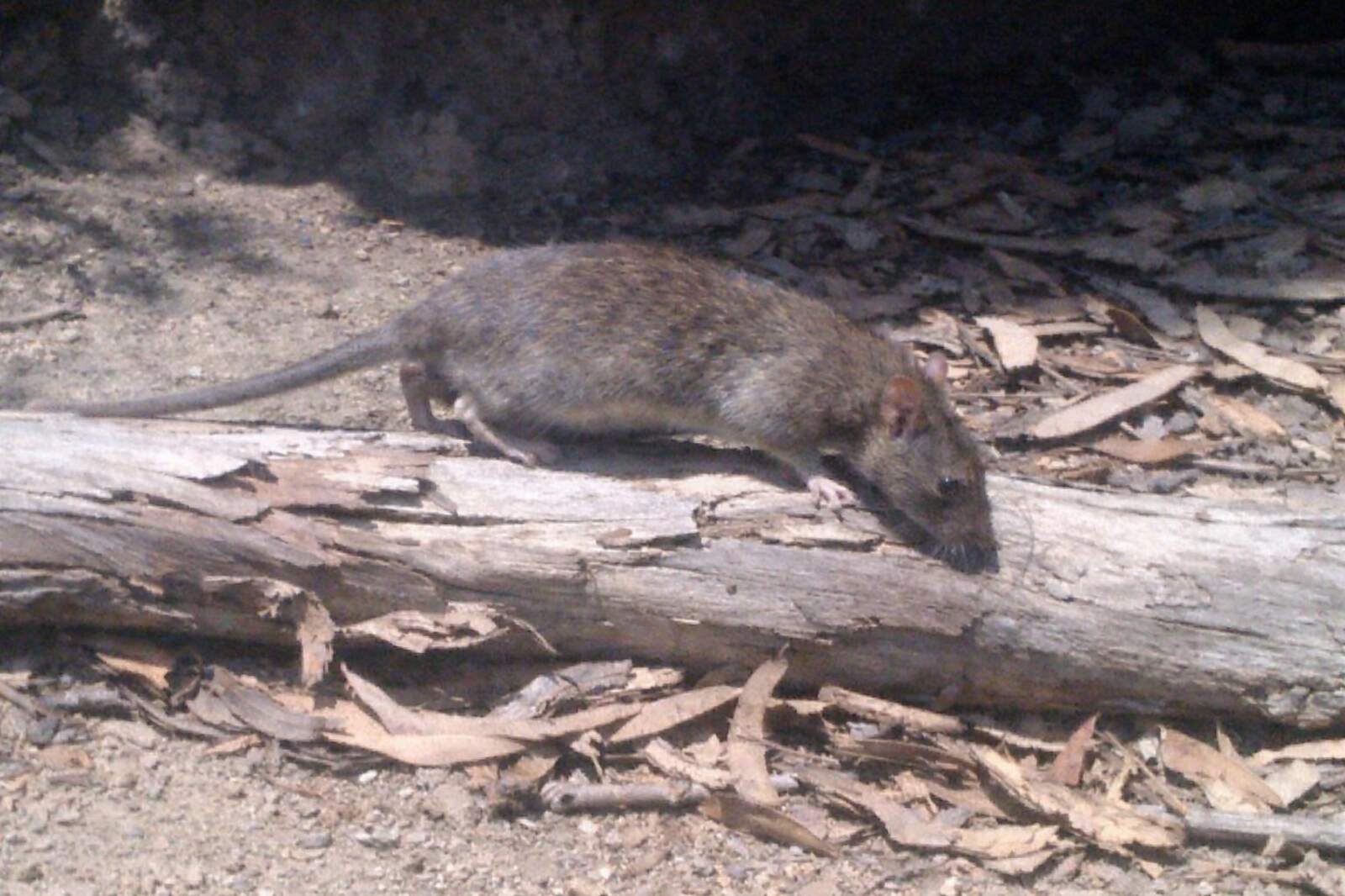 A wild rat moving along a fallen log, nose down, the climbing species that reaches San Diego attics