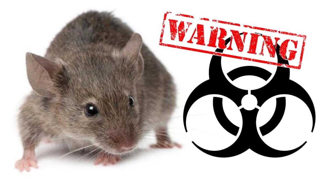 Video preview: How to safely clean rodent droppings