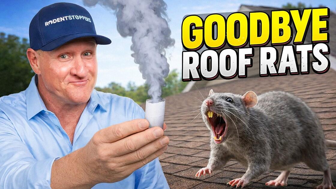 Video preview: Ultimate Roof Rat Solution